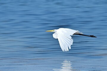 A Great Egret flies in search of food