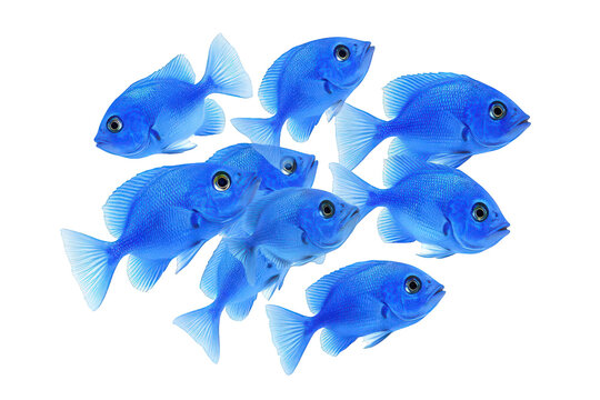 School of blue fish, isolated on transparent background