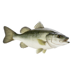 Fototapeta premium Largemouth bass fish isolated on transparent background, a popular freshwater game species