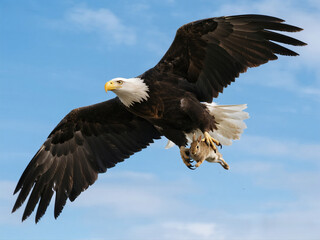 Obraz premium Bald eagle catches a wild rabbit