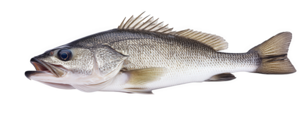 Walleye fish isolated on transparent background, a freshwater predator with fins and scales