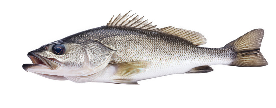 Walleye fish isolated on transparent background, a freshwater predator with fins and scales