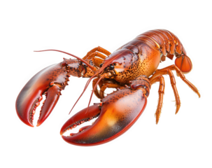 Cooked lobster with claws isolated on transparent background, ready to be served