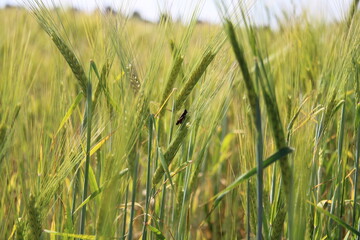 large with an insect on them,