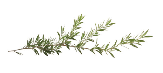 Fototapeta premium Fresh rosemary branch isolated on transparent background, perfect for culinary and herbal uses