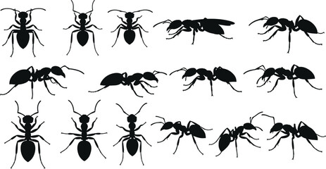 Black ant silhouette set featuring fourteen unique poses with detailed legs and antennae, vector illustration for insect, nature, wildlife, and science themes