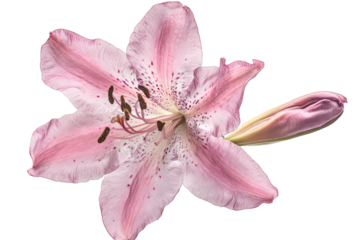 Elegant pink lily flower with delicate petals isolated on transparent background
