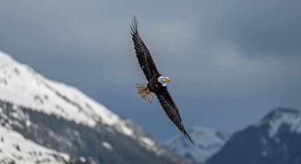 Fototapeta premium Majestic bald eagle soars above snow-capped mountain peaks, showcasing its powerful flight.