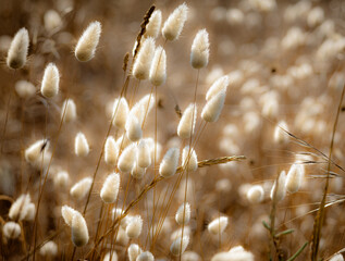 Queues de li&egrave;vre