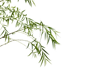 Obraz premium Green leaves and branches isolated on transparent background for graphic design