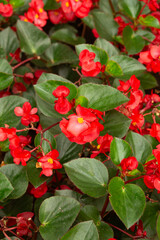 Close-up of red flowers blooming with lush green leaves. Bright natural macro shot ideal for botanical design, eco branding, and floral mockups.