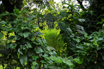 Close-up of vibrant green leaves on tree branch, natural foliage texture, fresh spring growth,