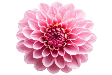 Fototapeta premium Beautiful pink dahlia flower isolated on transparent background in full bloom