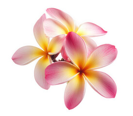 Fototapeta premium Three beautiful plumeria flowers isolated on transparent background