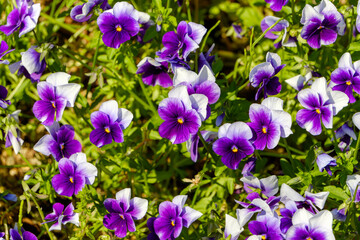 Close-up of Purple and White Viola Flowers in Bloom