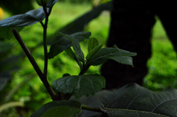 A close-up photograph of vibrant green leaves showcasing intricate texture against a natural outdoor background.