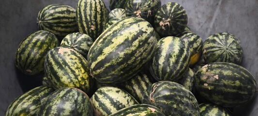 Watermelon Fresh Fruit from the Garden