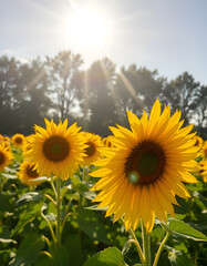 Bright sunflower field header with lens flare, collage style. isolated with white highlights