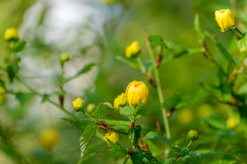 Yellow Kerria japonica flowers in spring sunlight
