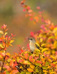 A small bird perched amongst vibrant autumn leaves