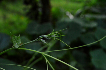 A close-up photograph of vibrant green leaves showcasing intricate texture against a natural outdoor background.