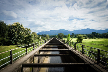 Fototapeta premium wooden bridge in the forest