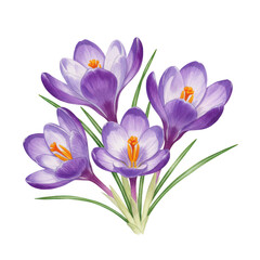 Obraz premium Purple crocus flowers isolated on transparent background