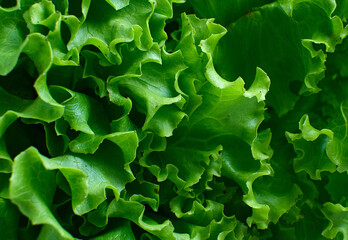 Fresh green lettuce leaves close up