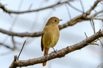 Female Daurian Redstart perched on a tree branch