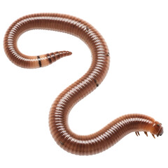Brown Millipede Crawling Cut Out PNG.
