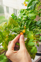 Woman hand harvesting dwarf yellow tomato cherry
