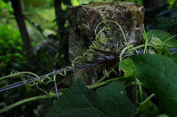 close-up of fresh green leaves plant with detailed texture in sunny day