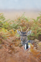 Portrait of a young fallow deer stag standing in bracken in a misty autumn meadow