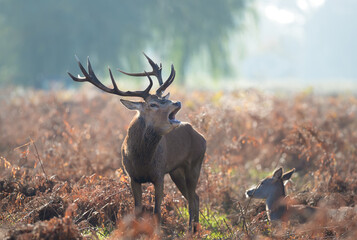 Majestic red deer stag with large antlers calling in a misty autumn forest