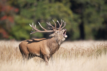 Red deer stag calling during the rut in autumn