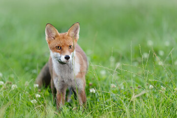 Close-up of a playful young red fox standing on green grass in a meadow