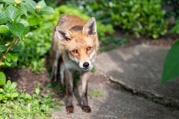 Portrait of a cute curious red fox standing in a garden