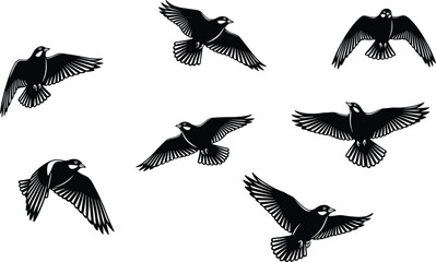 Flying bird silhouette set with detailed feather patterns, black and white vector illustration, dynamic wing positions, avian flight study