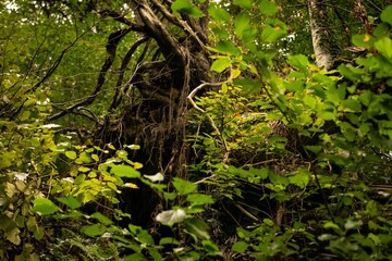 Majestic Tree Dominates the Forest Landscape