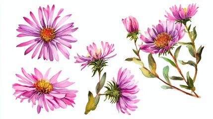 Obraz premium Abstract watercolor collection of alpine aster flowers, hand-drawn illustrations with a focus on botanical beauty and elegance on white background