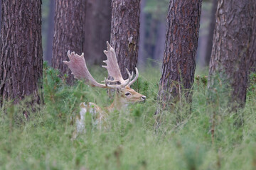 Fallow deer in tall grass in the wilderness, fallow deer in the forest between tall grasses and...