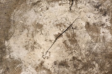 Weathered Tree Stump with Cracked Bark