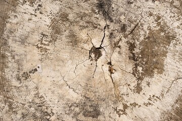 Majestic Tree Stump with Weathered Character