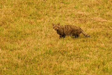 European Wildcat in a Meadow