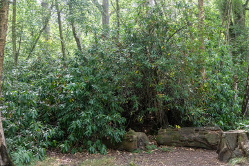Virginia Water Paths