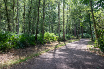 Virginia Water Paths