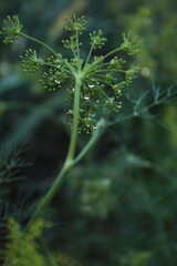 close up of a green leaf