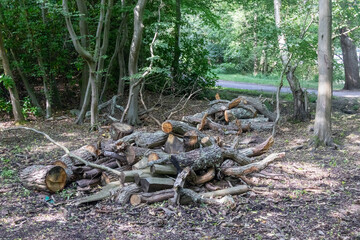 Virginia Water Paths