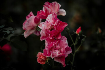 pink and white flowers