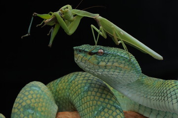 Viper on the tree with Mantis and the prey